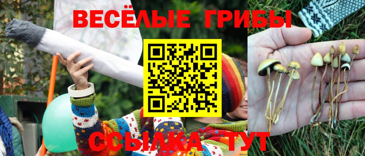 Армавир  Псилоцибиновые грибы Psilocybine cubensis  Вход с VPN 