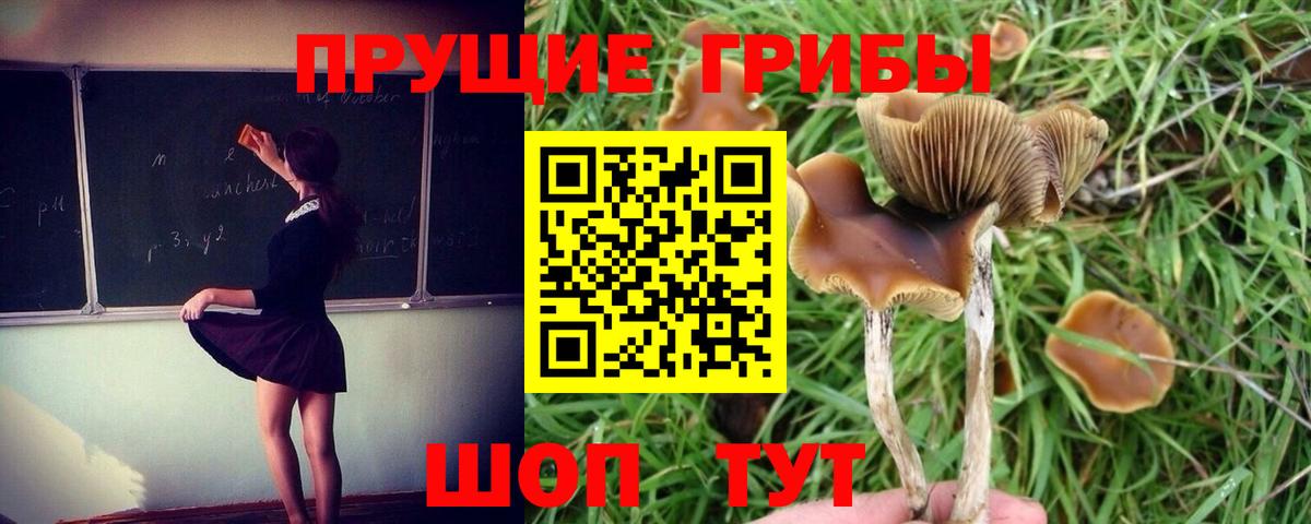 Галлюциногенные грибы Cubensis Армавир